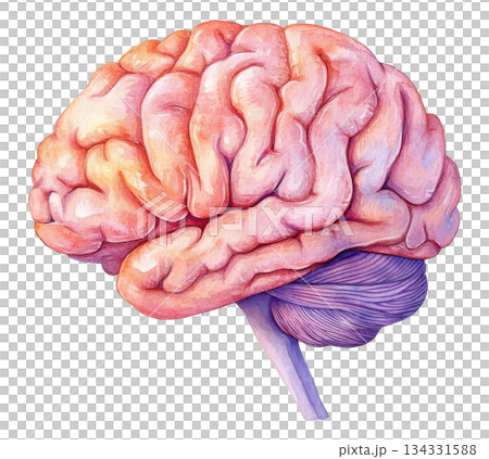 Brain human anatomy model watercolor. Brain human anatomy model watercolor. 134331588
