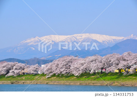 桜景 白石川 一目千本桜 桜景 白石川 一目千本桜 134331753