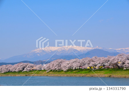 桜景 白石川 一目千本桜 桜景 白石川 一目千本桜 134331790