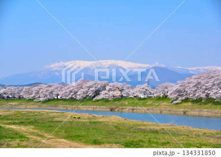 桜景　白石川　一目千本桜 134331850