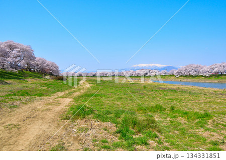 桜景　白石川　一目千本桜 134331851