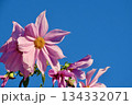 青空に映える皇帝ダリア 134332071