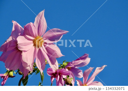 青空に映える皇帝ダリア 134332071