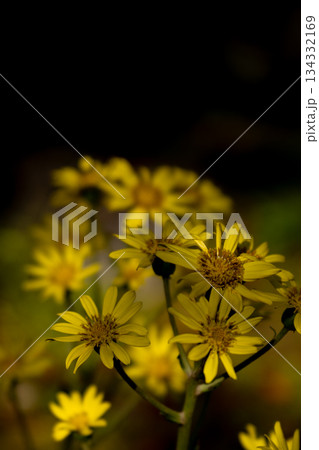 秋の日差しとツワブキの黄色い花 秋の日差しとツワブキの黄色い花 134332169