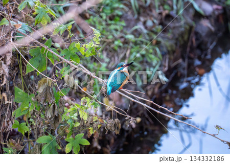 枝に留まって後ろを振り返るカワセミ 134332186