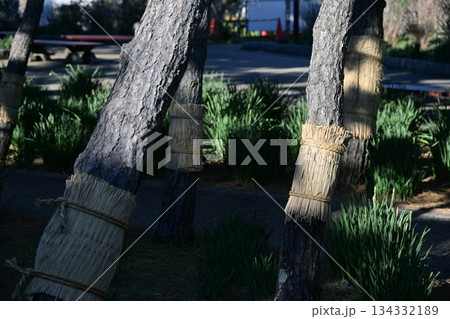 こも巻き 菰巻き 松の木 公園 12月 素材 134332189