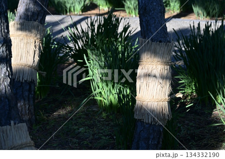 こも巻き 菰巻き 松の木 公園 12月 素材 134332190