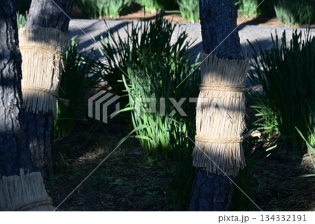 こも巻き 菰巻き 松の木 公園 12月 素材 134332191