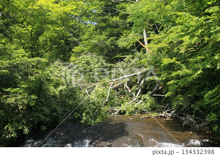えにわ盤尻　ラルマナイの滝上流の倒木 134332398