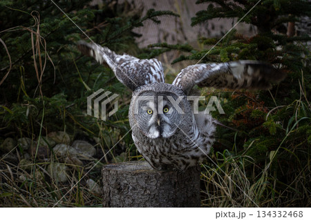 Great Grey Owl (Strix nebulosa) or Lapland Owl 134332468