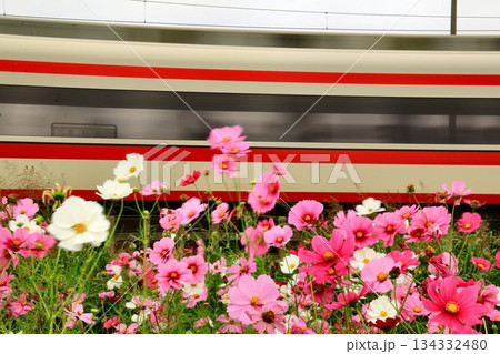 コスモスを揺らし…下町・浅草と両毛地区へ結ぶ【特急りょうもう号】 コスモスを揺らし…下町・浅草と両毛地区へ結ぶ【特急りょうもう号】 134332480