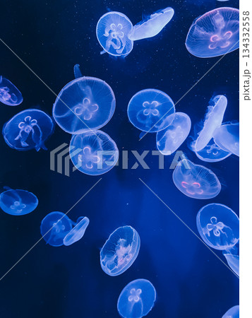 Glowing translucent jellyfish 134332558