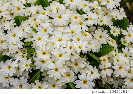Spring flowers. Blooming primrose or primula flowers in a garden 134332614