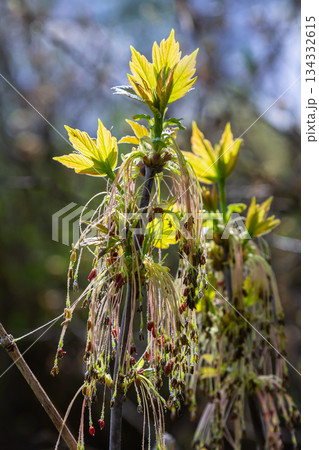 Bordo Negundo or ash-leaved maple, male flowers in clusters on slender pedicels and pistillate flowers on drooping racemes. Acer negundo is fast-growing, short-lived tree of the family Sapindaceae Bordo Negundo or ash-leaved maple, male flowers in clusters on slender pedicels and pistillate flowers on drooping racemes. Acer negundo is fast-growing, short-lived tree of the family Sapindaceae 134332615
