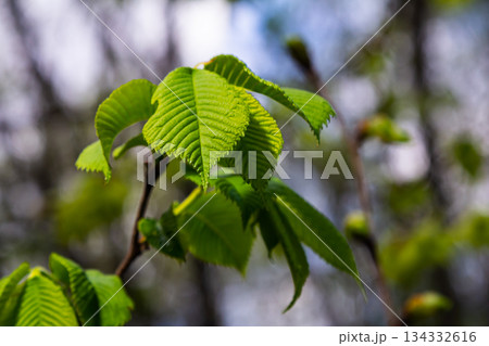 Close-up shot of the samara samarae of the Wych or Scots elm Ulmus glabra on the branches among green leaves in early spring Close-up shot of the samara samarae of the Wych or Scots elm Ulmus glabra on the branches among green leaves in early spring 134332616