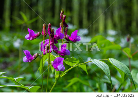 Flowers of spring vetchling Lathyrus vernus plant in wild nature. May 134332622