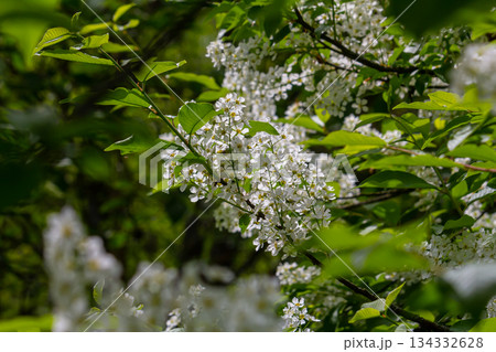 Selective focus photo. Bird cherry tree , Prunus padus blooming Selective focus photo. Bird cherry tree , Prunus padus blooming 134332628