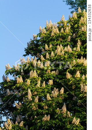 Aesculus hippocastanum is a large tree. Its inflorescences are a source of nectar for bees and insects, and are used as an ingredient in traditional medicine Aesculus hippocastanum is a large tree. Its inflorescences are a source of nectar for bees and insects, and are used as an ingredient in traditional medicine 134332638