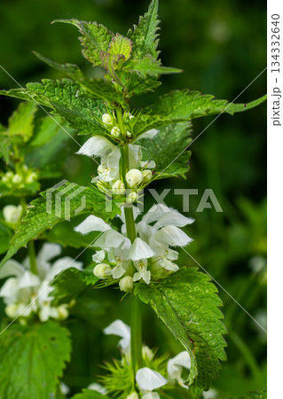 The blossoming dead nettle in sunny day a close up. Lamium album. Lamiaceae Family The blossoming dead nettle in sunny day a close up. Lamium album. Lamiaceae Family 134332640