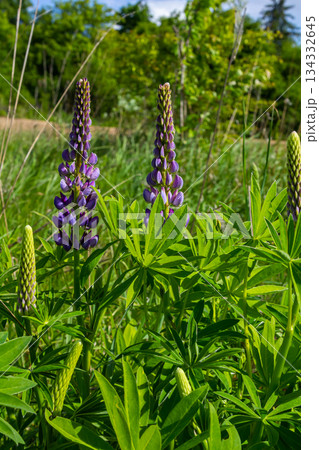 Lupinus, lupin, lupine field with pink purple and blue flowers 134332645