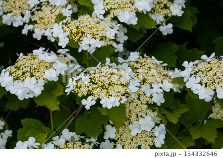 Viburnum flower in bloom. Beautiful macro shot of white flower clusters of ornamental plant 134332646