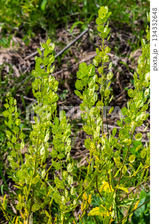 In nature, Thlaspi arvense grows among wild grasses 134332648