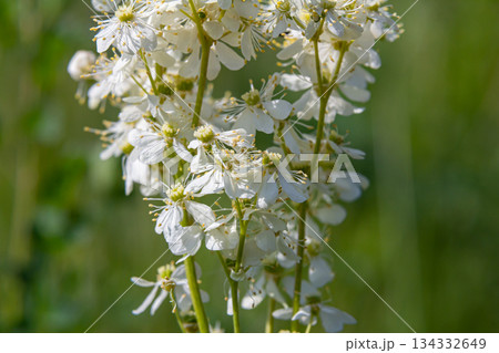 Filipendula vulgaris blooming in early summer in a pasture. Commonly known as dropwort or fern-leaf dropwort, is a perennial herbaceous plant in the family Rosaceae Filipendula vulgaris blooming in early summer in a pasture. Commonly known as dropwort or fern-leaf dropwort, is a perennial herbaceous plant in the family Rosaceae 134332649