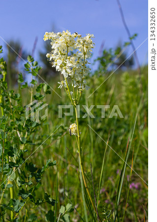 Filipendula vulgaris blooming in early summer in a pasture. Commonly known as dropwort or fern-leaf dropwort, is a perennial herbaceous plant in the family Rosaceae Filipendula vulgaris blooming in early summer in a pasture. Commonly known as dropwort or fern-leaf dropwort, is a perennial herbaceous plant in the family Rosaceae 134332650