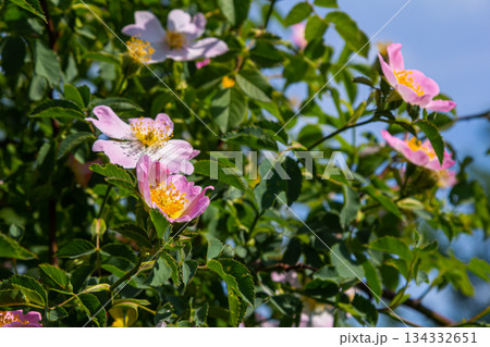 Dog rose, Rosa canina, is an important medicinal plant with pink or white flowers and is used in medicine. It is a wild rose and has red rosehip fruits in the fall Dog rose, Rosa canina, is an important medicinal plant with pink or white flowers and is used in medicine. It is a wild rose and has red rosehip fruits in the fall 134332651