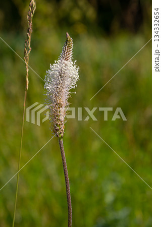 A close up of the wildflower Ribwort plantain, Plantago lanceolata 134332654