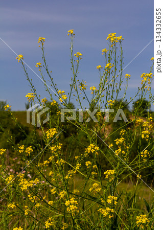 Turkish rocket flowers - Latin name - Bunias orientalis 134332655