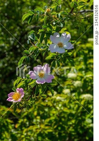 Dog rose, Rosa canina, is an important medicinal plant with pink or white flowers and is used in medicine. It is a wild rose and has red rosehip fruits in the fall 134332656