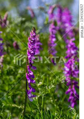 Vetch, vicia cracca valuable honey plant, fodder, and medicinal plant. Fragile purple flowers background. Woolly or Fodder Vetch blossom in spring garden Vetch, vicia cracca valuable honey plant, fodder, and medicinal plant. Fragile purple flowers background. Woolly or Fodder Vetch blossom in spring garden 134332657