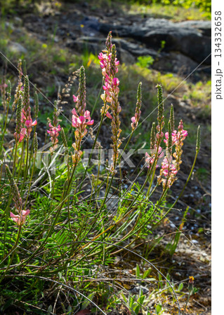 Onobrychis arenaria. Hungarian Sainfoin. Pink and green floral background. Delicate pink flowers in a sunny meadow Onobrychis arenaria. Hungarian Sainfoin. Pink and green floral background. Delicate pink flowers in a sunny meadow 134332658