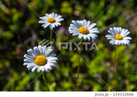 Oxeye daisy Leucanthemum vulgare blooming in spring, White flowers in the garden closeup, Wild daisy flowers growing on meadow, white chamomiles on green grass background. Oxeye daisy Oxeye daisy Leucanthemum vulgare blooming in spring, White flowers in the garden closeup, Wild daisy flowers growing on meadow, white chamomiles on green grass background. Oxeye daisy 134332666