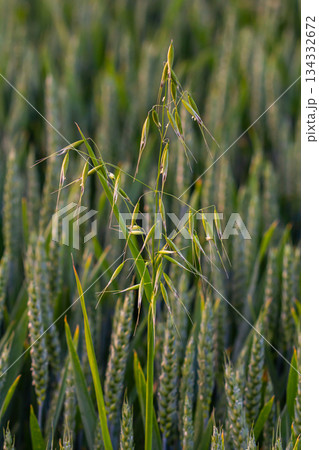 Fatua oatmeal. Stem, leaf and hanging ears of wild oats. Grasses 134332672