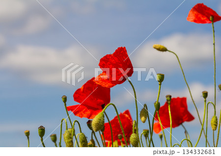 Papaver rhoeas or common poppy, red poppy is an annual herbaceous flowering plant in the poppy family, Papaveraceae, with red petals 134332681