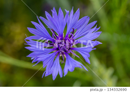 Centaurea cyanus is the common cornflower in our fields 134332690