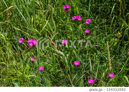 Dianthus carthusianorum, commonly known as Carthusian pink, is a species of the Caryophyllacea family - a wild flower of Europe 134332692
