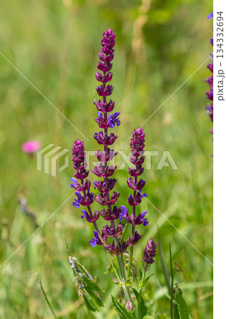 Salvia nemorosa, forest sage, beautiful bright color, violet blue flowers in bloom, muscadine flowering ornamental plants in the garden 134332694