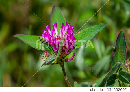 Wild red clover flower isolated Trifolium pratense, with green nature background 134332695