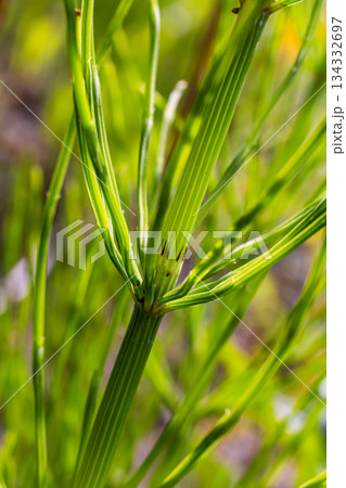 Horsetail field Equisetum arvense grows in the wild 134332697