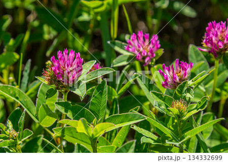 Wild red clover flower isolated Trifolium pratense, with green nature background 134332699