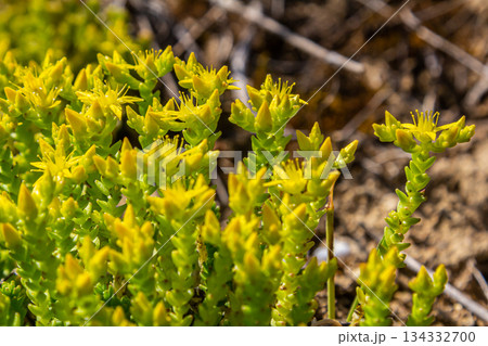 Muller seeds in forest bed. Sedum acre. Yellow flowers growing in the field Muller seeds in forest bed. Sedum acre. Yellow flowers growing in the field 134332700