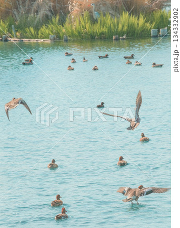 池に飛来するかもたち 134332902