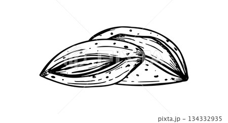 Two almond nuts in cracked shells monochrome vector composition isolated in etching style. Almonds in nutshell illustration for healthy snack packaging, nutrition blogs, cooking application 134332935