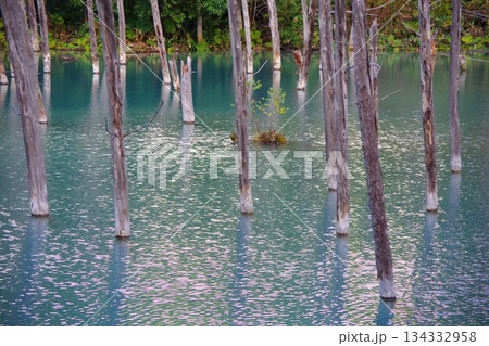 北海道美瑛町 青い池 北海道美瑛町 青い池 134332958