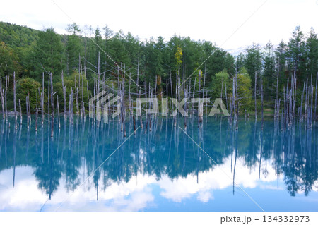 北海道美瑛町 青い池 北海道美瑛町 青い池 134332973