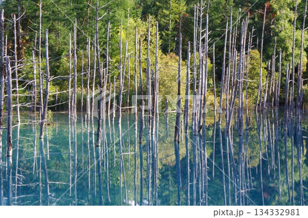 北海道美瑛町　青い池 134332981