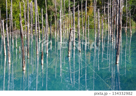 北海道美瑛町　青い池 134332982